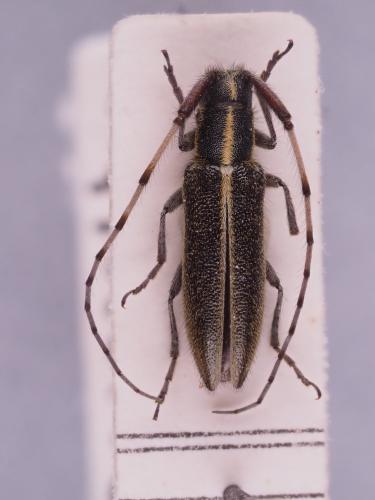 Agapanthia sp.
